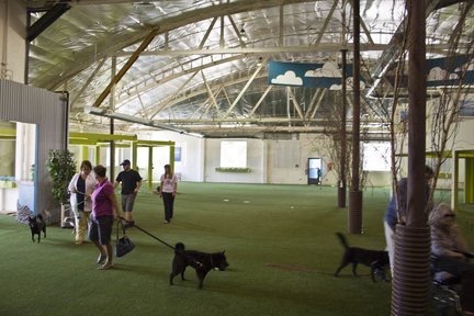 Fido's Indoor Dog Park 